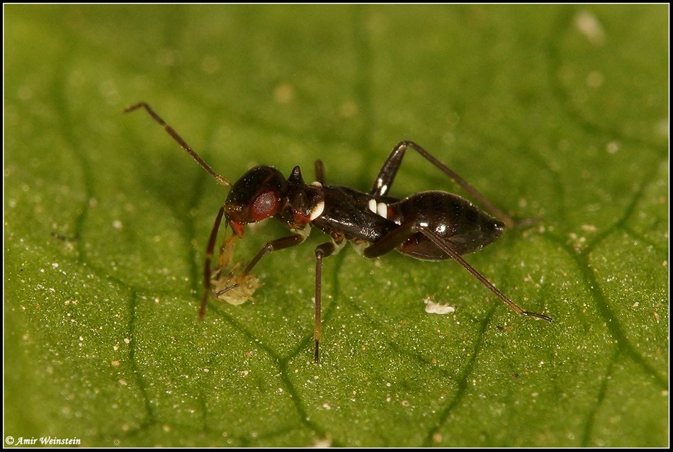 Heteroptera d''Israele